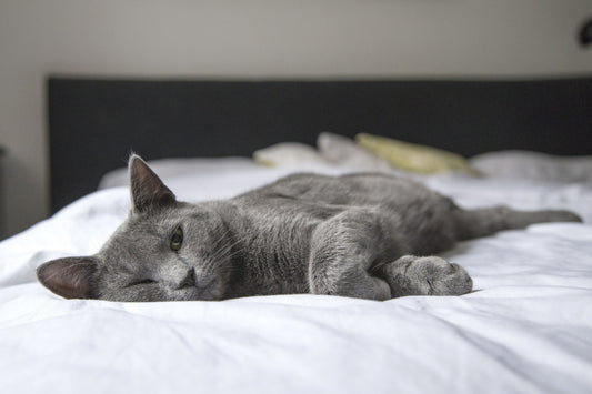 Cat Lying on Bed