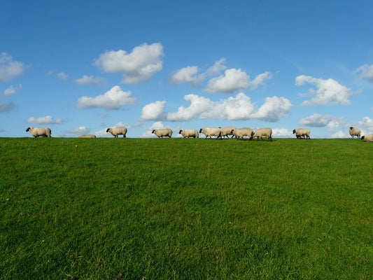 Sheep walking with clouds above